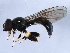  ( - 10BBCDIP-0775)  @13 [ ] CreativeCommons - Attribution (2010) CBG Photography Group Centre for Biodiversity Genomics