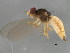  ( - 10BBCDIP-0862)  @13 [ ] CreativeCommons - Attribution (2010) CBG Photography Group Centre for Biodiversity Genomics