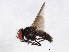  ( - 10BBCDIP-0888)  @13 [ ] CreativeCommons - Attribution (2010) CBG Photography Group Centre for Biodiversity Genomics