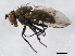  ( - 10BBCDIP-0903)  @14 [ ] CreativeCommons - Attribution (2010) CBG Photography Group Centre for Biodiversity Genomics