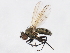  (Notiphila atripes - 10BBCDIP-0908)  @15 [ ] CreativeCommons - Attribution (2010) CBG Photography Group Centre for Biodiversity Genomics