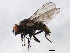  ( - 10BBCDIP-0915)  @13 [ ] CreativeCommons - Attribution (2010) CBG Photography Group Centre for Biodiversity Genomics