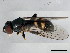  ( - 10BBCDIP-0999)  @13 [ ] CreativeCommons - Attribution (2010) CBG Photography Group Centre for Biodiversity Genomics