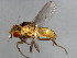  ( - 10BBCDIP-1004)  @13 [ ] CreativeCommons - Attribution (2010) CBG Photography Group Centre for Biodiversity Genomics