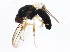  (Chyliza scrobiculata - 10BBCDIP-1089)  @13 [ ] CreativeCommons - Attribution (2010) CBG Photography Group Centre for Biodiversity Genomics