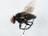  ( - 10BBCDIP-1098)  @13 [ ] CreativeCommons - Attribution (2010) CBG Photography Group Centre for Biodiversity Genomics