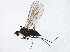  ( - 10BBCDIP-1131)  @13 [ ] CreativeCommons - Attribution (2010) CBG Photography Group Centre for Biodiversity Genomics
