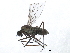  ( - 10BBCDIP-1134)  @13 [ ] CreativeCommons - Attribution (2010) CBG Photography Group Centre for Biodiversity Genomics