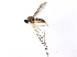  ( - 10BBCDIP-1139)  @13 [ ] CreativeCommons - Attribution (2010) CBG Photography Group Centre for Biodiversity Genomics