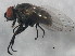  ( - 10BBCDIP-1234)  @13 [ ] CreativeCommons - Attribution (2010) CBG Photography Group Centre for Biodiversity Genomics
