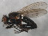  ( - 10BBCDIP-1251)  @12 [ ] CreativeCommons - Attribution (2010) CBG Photography Group Centre for Biodiversity Genomics