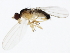  (Anthomyza tenuis - 10BBCDIP-1303)  @13 [ ] CreativeCommons - Attribution (2010) CBG Photography Group Centre for Biodiversity Genomics
