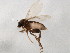  ( - 10BBCDIP-1460)  @13 [ ] CreativeCommons - Attribution (2010) CBG Photography Group Centre for Biodiversity Genomics