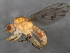  ( - 10BBCDIP-1555)  @13 [ ] CreativeCommons - Attribution (2010) CBG Photography Group Centre for Biodiversity Genomics