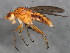  ( - 10BBCDIP-1606)  @13 [ ] CreativeCommons - Attribution (2010) CBG Photography Group Centre for Biodiversity Genomics