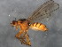  ( - 10BBCDIP-1711)  @13 [ ] CreativeCommons - Attribution (2010) CBG Photography Group Centre for Biodiversity Genomics