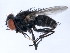  ( - 10BBCDIP-1355)  @13 [ ] CreativeCommons - Attribution (2010) CBG Photography Group Centre for Biodiversity Genomics