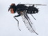  ( - 10BBCDIP-1378)  @13 [ ] CreativeCommons - Attribution (2010) CBG Photography Group Centre for Biodiversity Genomics