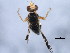  (Tephritis signatipennis - 10BBCDIP-1398)  @12 [ ] CreativeCommons - Attribution (2010) CBG Photography Group Centre for Biodiversity Genomics