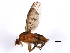  ( - 10BBCDIP-1429)  @13 [ ] CreativeCommons - Attribution (2010) CBG Photography Group Centre for Biodiversity Genomics
