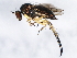  ( - 10BBCDIP-1438)  @14 [ ] CreativeCommons - Attribution (2010) CBG Photography Group Centre for Biodiversity Genomics