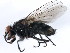  ( - 10BBCDIP-1442)  @13 [ ] CreativeCommons - Attribution (2010) CBG Photography Group Centre for Biodiversity Genomics