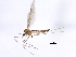  ( - 10BBCDIP-1445)  @13 [ ] CreativeCommons - Attribution (2010) CBG Photography Group Centre for Biodiversity Genomics