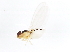  ( - 10BBCDIP-0027)  @13 [ ] CreativeCommons - Attribution (2011) CBG Photography Group Centre for Biodiversity Genomics