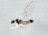  ( - 10BBCDIP-0088)  @13 [ ] CreativeCommons - Attribution (2010) CBG Photography Group Centre for Biodiversity Genomics