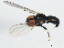  ( - 10BBCDIP-0092)  @13 [ ] CreativeCommons - Attribution (2010) CBG Photography Group Centre for Biodiversity Genomics