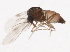  ( - 10BBCDIP-0154)  @13 [ ] CreativeCommons - Attribution (2010) CBG Photography Group Centre for Biodiversity Genomics