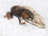  ( - 10BBCDIP-0156)  @13 [ ] CreativeCommons - Attribution (2010) CBG Photography Group Centre for Biodiversity Genomics
