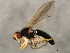  (Cordilura fuscipes - 10BBCDIP-0238)  @14 [ ] CreativeCommons - Attribution (2010) CBG Photography Group Centre for Biodiversity Genomics