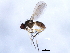  ( - 10BBCDIP-0321)  @13 [ ] CreativeCommons - Attribution (2010) CBG Photography Group Centre for Biodiversity Genomics
