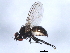  ( - 10BBCDIP-0379)  @13 [ ] CreativeCommons - Attribution (2010) CBG Photography Group Centre for Biodiversity Genomics