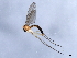  ( - 10BBCDIP-0388)  @12 [ ] CreativeCommons - Attribution (2010) CBG Photography Group Centre for Biodiversity Genomics