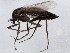  (Metriocnemus intergerivus - 10BBCDIP-0435)  @14 [ ] CreativeCommons - Attribution (2010) CBG Photography Group Centre for Biodiversity Genomics
