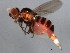  ( - 10BBCDIP-0473)  @13 [ ] CreativeCommons - Attribution (2010) CBG Photography Group Centre for Biodiversity Genomics