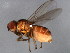  ( - 10BBCDIP-0477)  @13 [ ] CreativeCommons - Attribution (2010) CBG Photography Group Centre for Biodiversity Genomics
