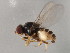  ( - 10BBCDIP-0481)  @12 [ ] CreativeCommons - Attribution (2010) CBG Photography Group Centre for Biodiversity Genomics