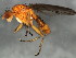  ( - 10BBCDIP-0520)  @13 [ ] CreativeCommons - Attribution (2010) CBG Photography Group Centre for Biodiversity Genomics