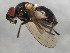  ( - 10BBCDIP-0536)  @13 [ ] CreativeCommons - Attribution (2010) CBG Photography Group Centre for Biodiversity Genomics