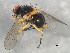  ( - 10BBCDIP-0569)  @13 [ ] CreativeCommons - Attribution (2010) CBG Photography Group Centre for Biodiversity Genomics