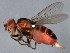 ( - 10BBCDIP-0596)  @13 [ ] CreativeCommons - Attribution (2010) CBG Photography Group Centre for Biodiversity Genomics