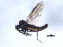  ( - 10BBCDIP-0701)  @13 [ ] CreativeCommons - Attribution (2010) CBG Photography Group Centre for Biodiversity Genomics