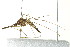 ( - PCPP10-0235)  @14 [ ] CreativeCommons - Attribution (2010) CBG Photography Group Centre for Biodiversity Genomics