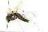 ( - PCPP10-0241)  @13 [ ] CreativeCommons - Attribution (2010) CBG Photography Group Centre for Biodiversity Genomics