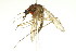  ( - PCPP10-0255)  @14 [ ] CreativeCommons - Attribution (2010) CBG Photography Group Centre for Biodiversity Genomics