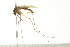  ( - PCPP10-0257)  @14 [ ] CreativeCommons - Attribution (2010) CBG Photography Group Centre for Biodiversity Genomics