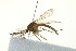  ( - PCPP10-0327)  @14 [ ] CreativeCommons - Attribution (2010) CBG Photography Group Centre for Biodiversity Genomics